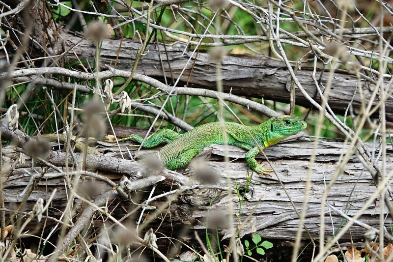 Lacerta trilineata