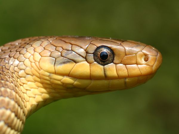 Zamenis longissimus
