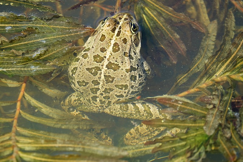 Pelophylax ridibundus