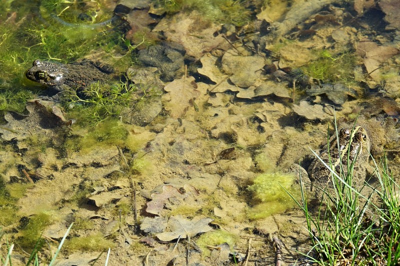 Pelophylax ridibundus