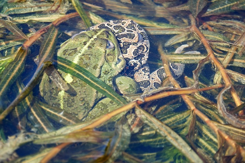 Pseudepidalea viridis