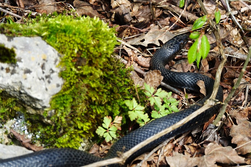 Hierophis viridiflavus