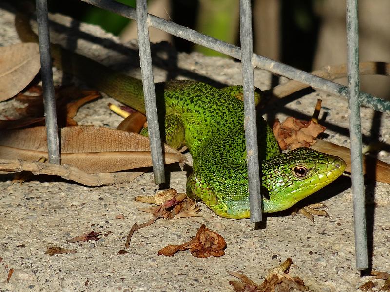 Lacerta trilineata