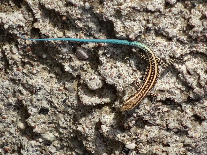 Anatololacerta oertzeni