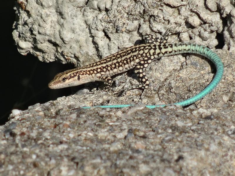 Anatololacerta oertzeni