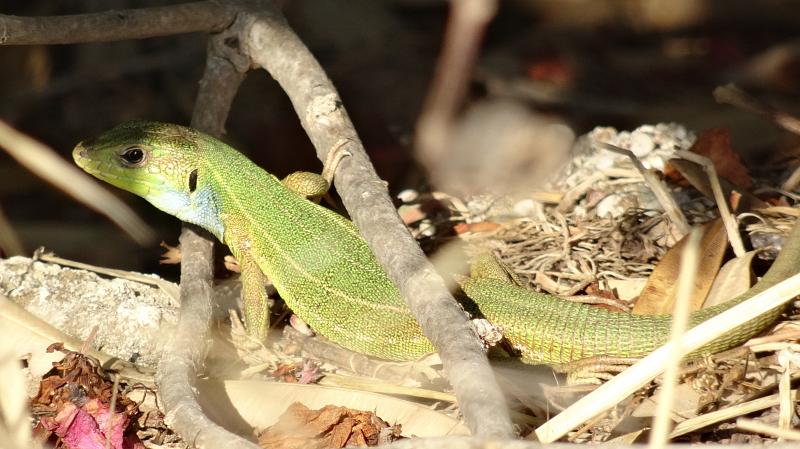 Lacerta trilineata