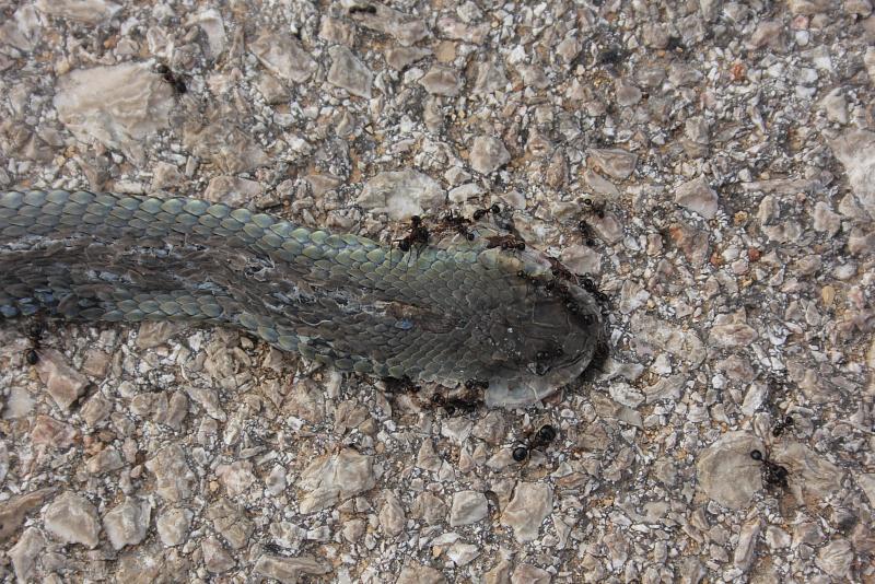 Malpolon insignitus Malpolon insignitus