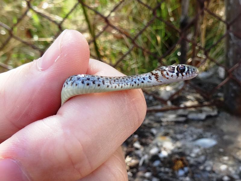 Hierophis gemonensis