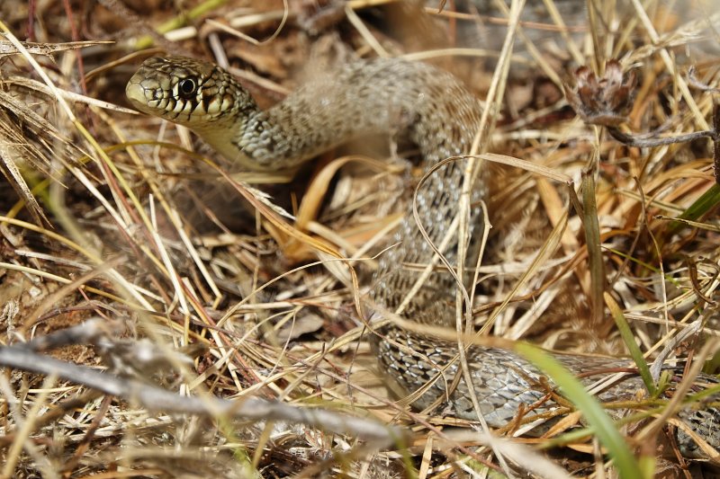 Hierophis gemonensis