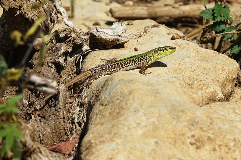 Podarcis siculus