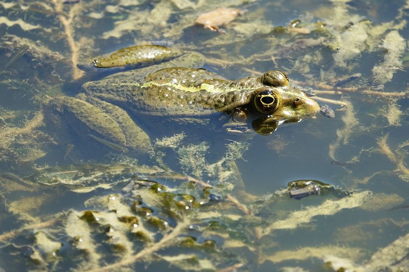 Pelophylax ridibundus