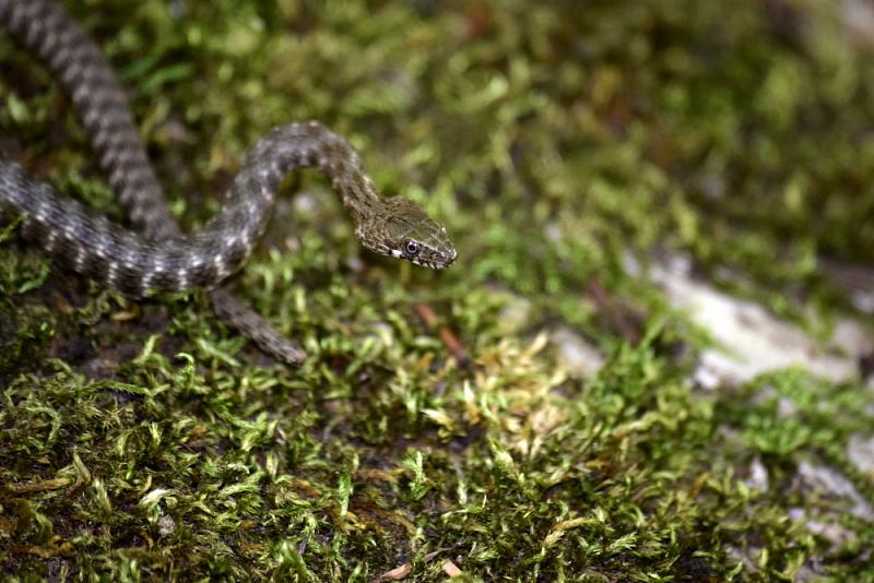 Natrix tessellata