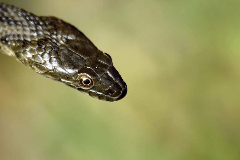 Natrix tessellata