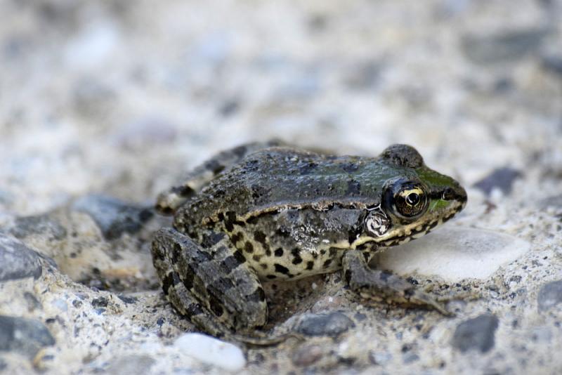 Pelophylax shqipericus