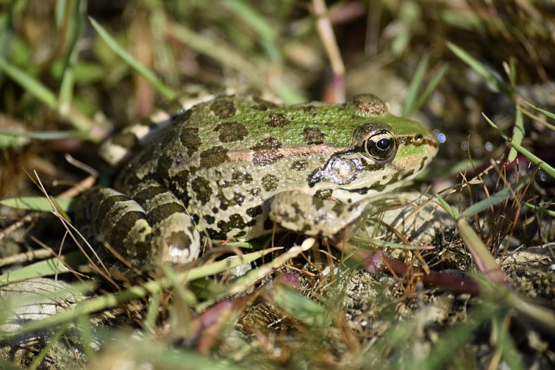 Pelophylax shqipericus