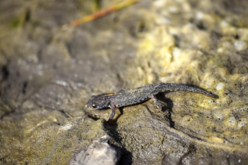 Mesotriton alpestris