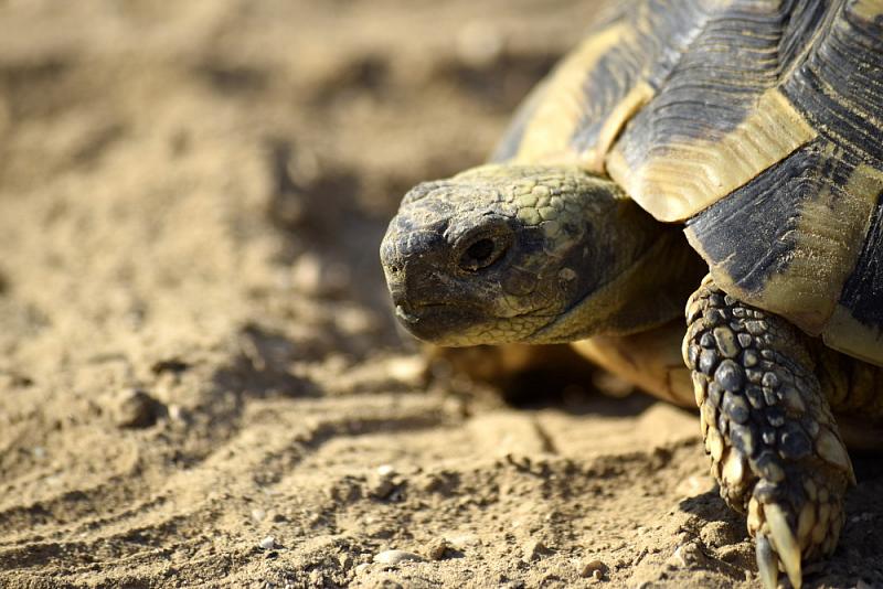 Testudo hermanni