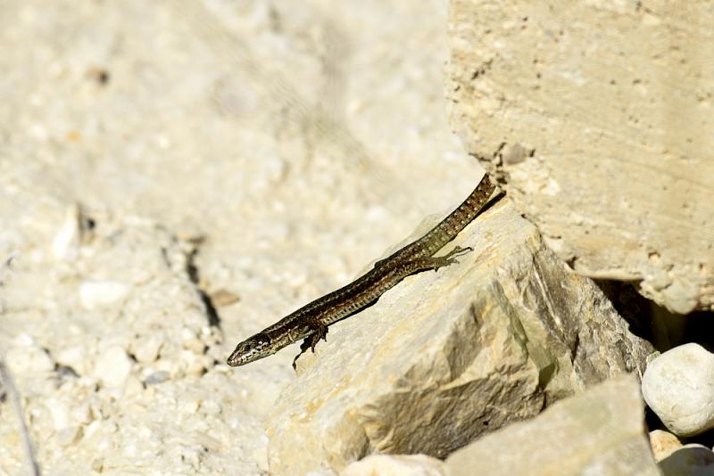 Podarcis muralis