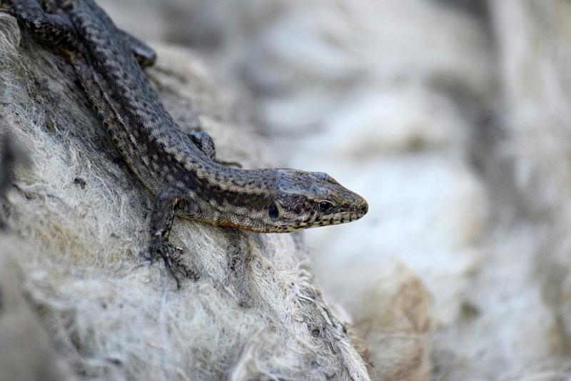 Podarcis muralis