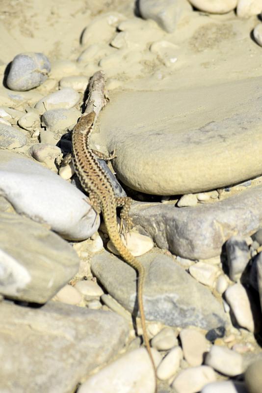 Podarcis erhardii
