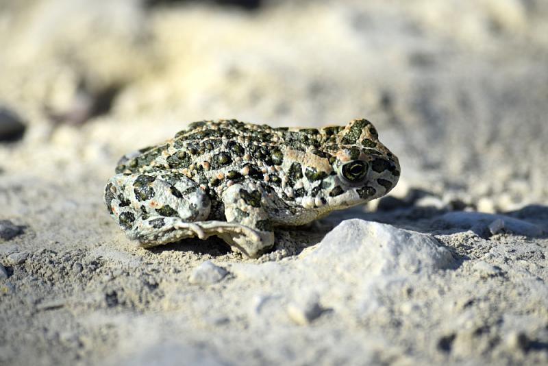 Pseudepidalea viridis