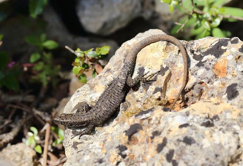 Algyroides nigropunctatus