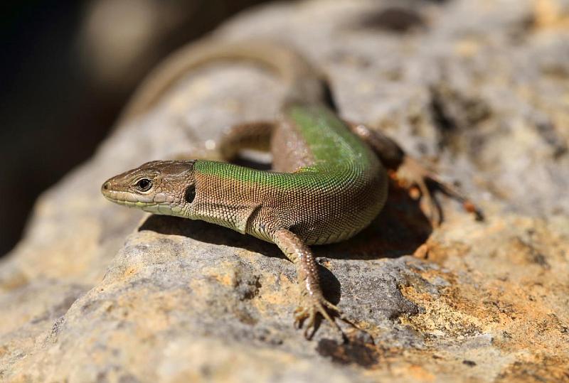 Podarcis melisellensis