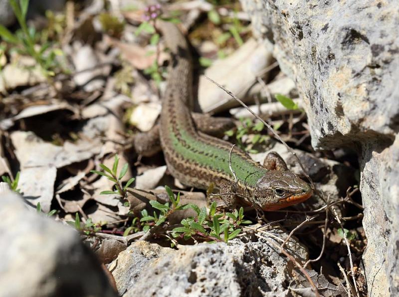 Podarcis melisellensis