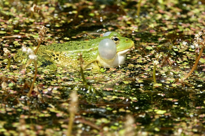 Pelophylax ridibundus