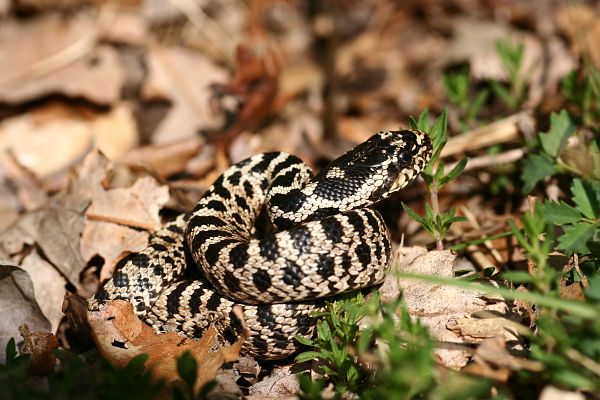 Elaphe quatuorlineata