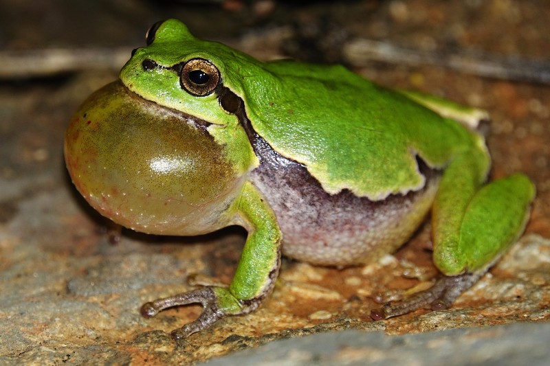 Hyla arborea