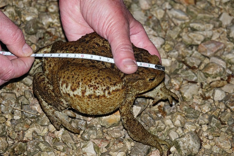 Bufo bufo