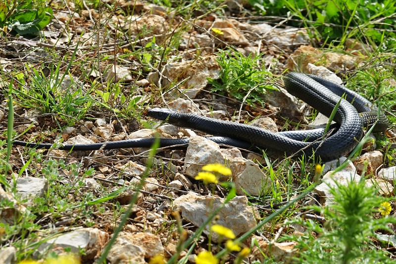 Hierophis viridiflavus