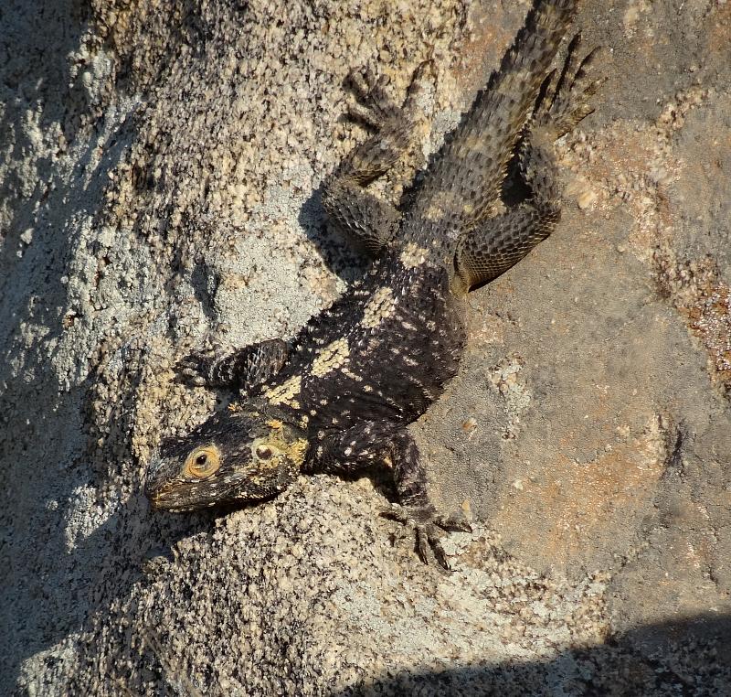 Laudakia stellio