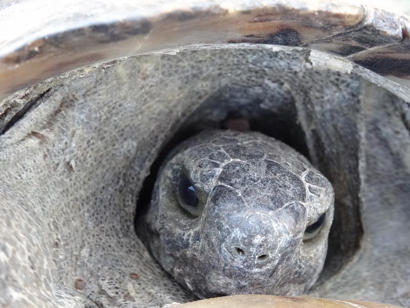 Testudo graeca