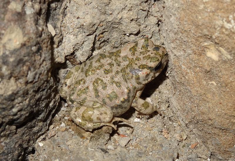 Pseudepidalea viridis