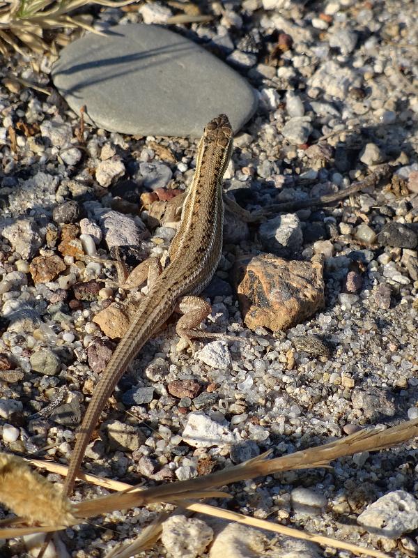 Ophisops elegans