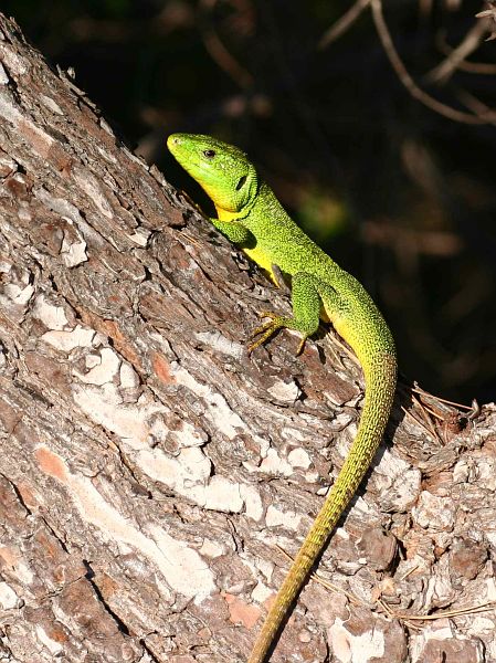 Lacerta trilineata