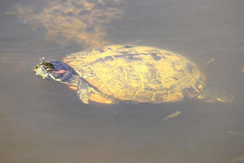 Trachemys scripta