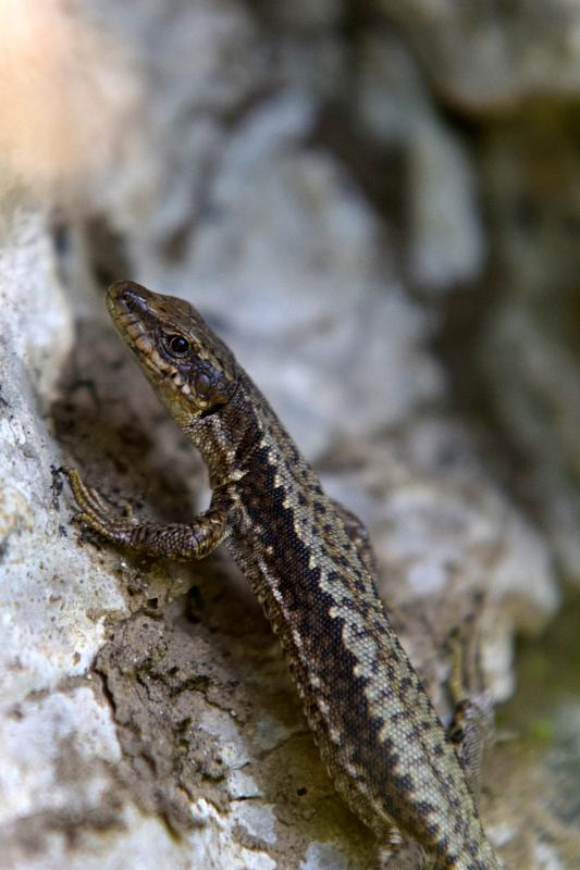 Iberolacerta horvathi