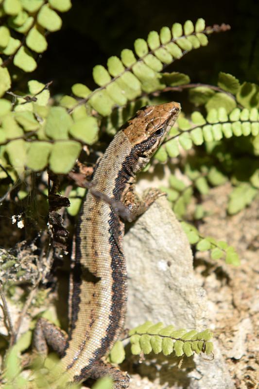 Iberolacerta horvathi