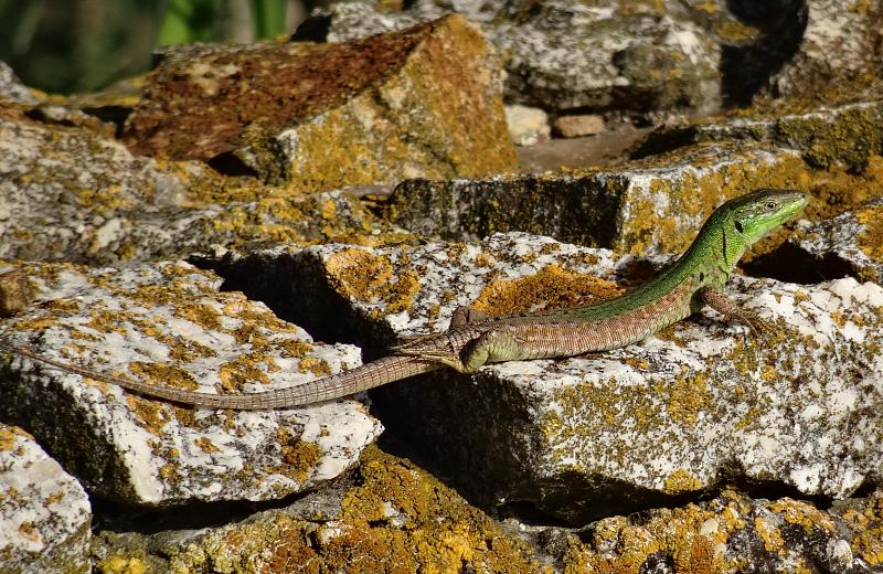 Podarcis siculus