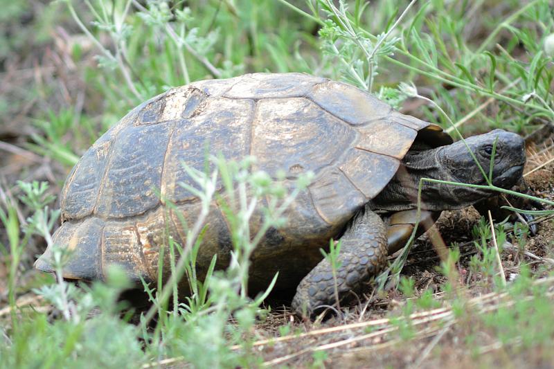 Testudo graeca