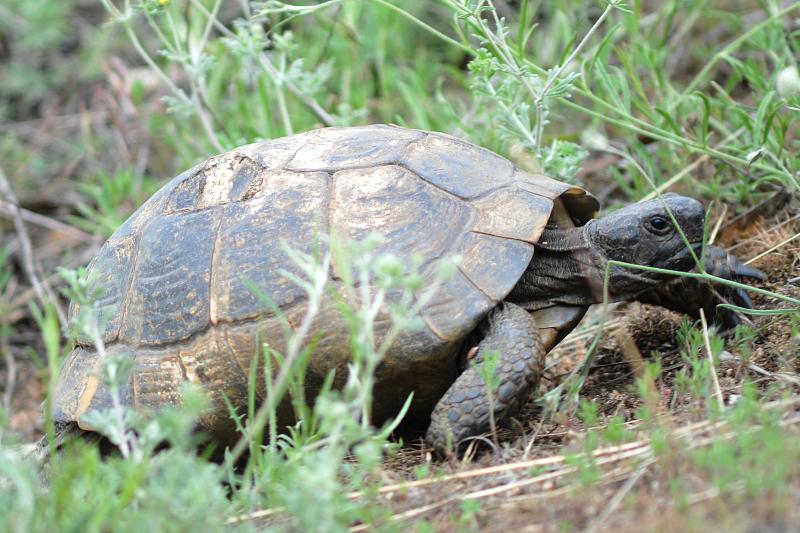 Testudo graeca