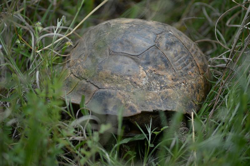 Testudo graeca