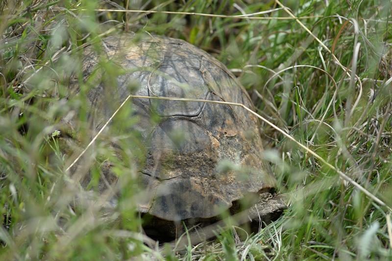 Testudo graeca