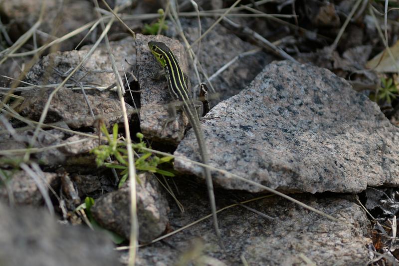 Lacerta trilineata