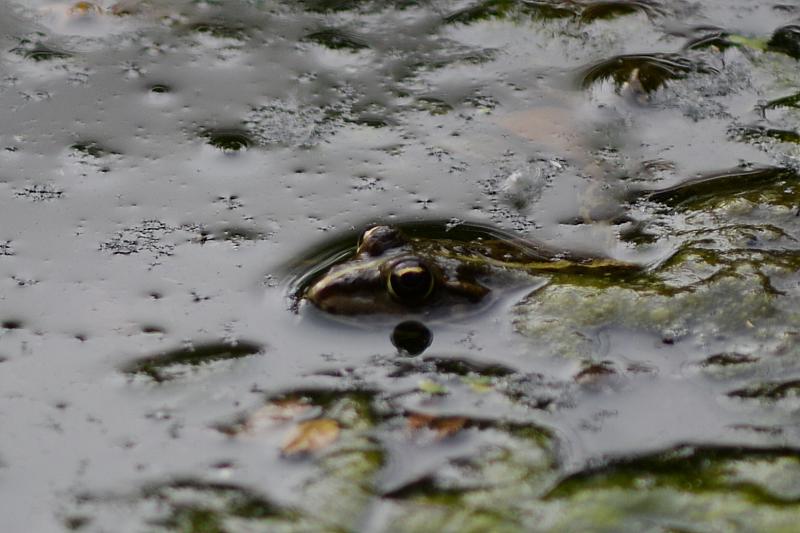 Pelophylax ridibundus