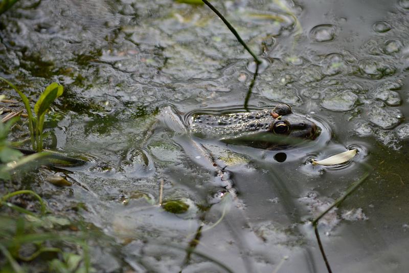 Pelophylax ridibundus