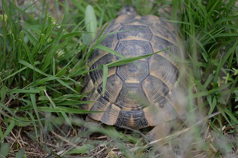 Testudo graeca